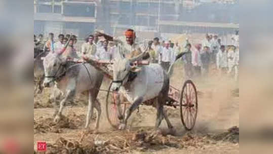 बैलगाड्या शर्यतींसाठी सरकार कटीबद्ध