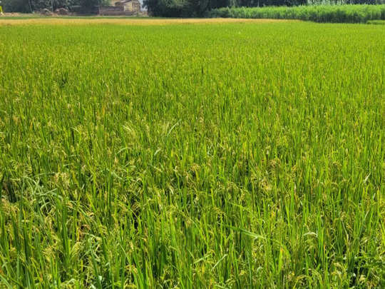 Bihar News : बिहार के किसानों के लिए बड़ी खबर, इन 19 जिलों में धान खरीद हुई शुरू... जानें पूरी प्रक्रिया 