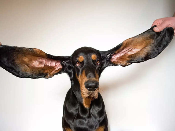 Dog with Longest Ear