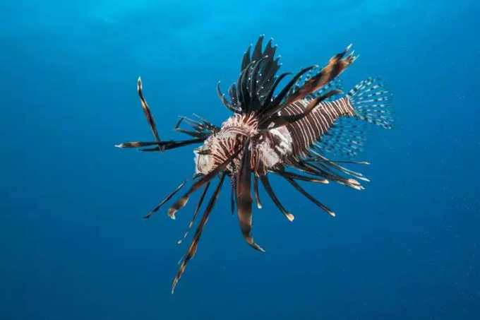 Deadly lionfish