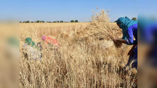 पुन्हा अवकाळी संकट! त्र्यंबकमध्ये पाऊस; भात सोंगणी अडचणीत