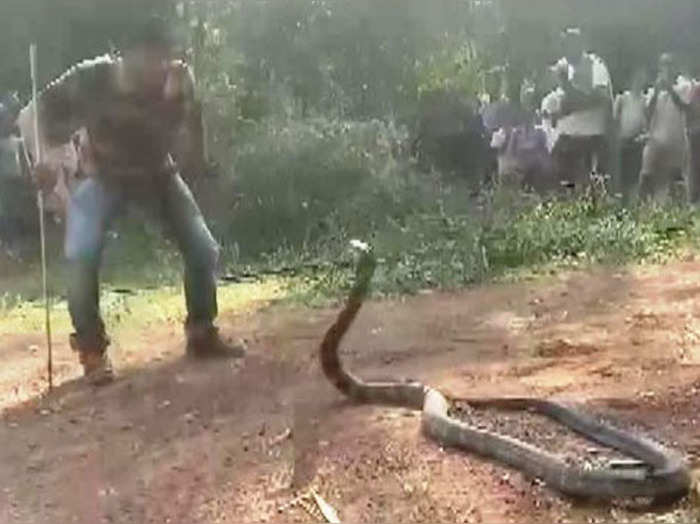 कुंए में फंस गया था 12 फीट का किंग कोबरा, रेस्क्यू की तस्वीर वायरल