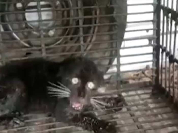 shocking video of black leopard getting angry