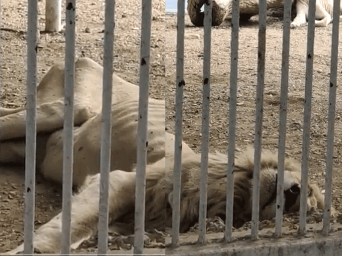 Karachi Zoo starving lion