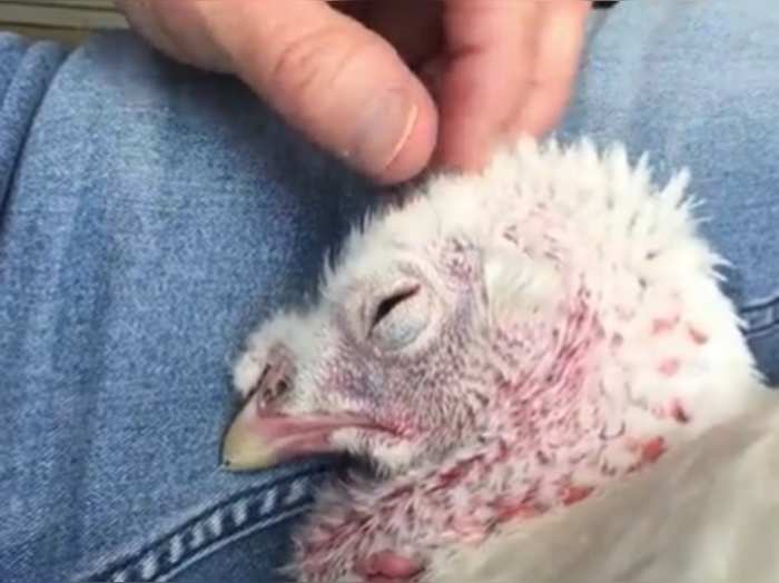 this emotional video turkey chicken will make you cry