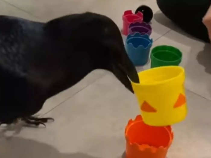Raven Plays With Toy