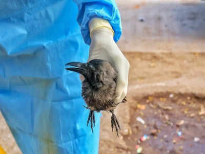 Bird Flu News: आगर मालवा में बर्ड फ्लू, 48 मृत कौवों में वायरस मिलने के बाद अलर्ट पर स्वास्थ्य विभाग