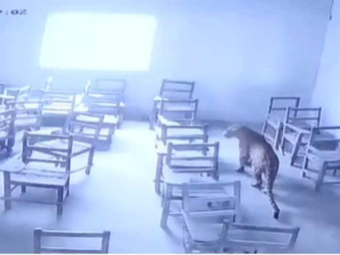 Leopard Enters College Classroom