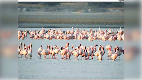 परदेशी पक्ष्यांचे भरले संमेलन