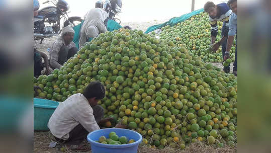 मराठवाड्यातील शेतकरी अडचणीत; 'या' कारणांमुळं घसरले मोसंबीचे दर