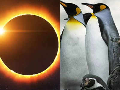 इंसानों से ज्यादा पक्षियों ने देखा सूर्य ग्रहण का दुर्लभ नजारा, करोड़ों पेंग्विन का घर है अंटार्कटिका 