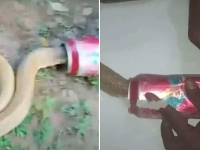 king cobra stuck in beer can gets rescued safely in odisha watch viral video