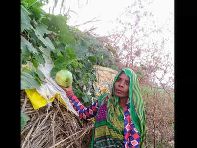 Organic Farming In Hamirpur: वैज्ञानिकों की सलाह पर शुरू की जैविक खेती, बीहर की महिला ने लहलहाई अरमानों की फसल 