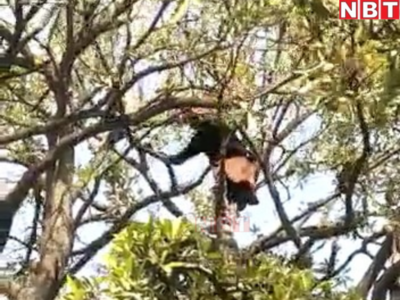 Bihar News : कोर्ट परिसर में 40 फीट ऊंचे पेड़ पर चढ़ गई युवती, बचाने गए युवकों को दांत से काटा और फिर... 