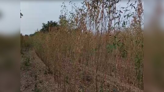 मराठवाड्यात तूर धोक्याच्या पातळीवर; उत्पादनात येणार घट, भाव वाढण्याची शक्यता