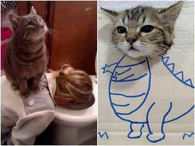 Cats Funny Photos: बिल्लियों की ये मजेदार तस्वीरें आपको हंसने पर मजबूर कर देंगी 