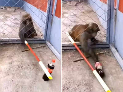 वीडियो: जब कोल्ड ड्रिंक पीने के लिए बंदर ने बैठाया देसी जुगाड़ 