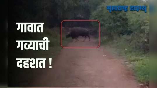 Kolhapur : गव्याच्या हल्ल्यात भुयेवाडीचा तरुण ठार; 2 जण गंभीर जखमी