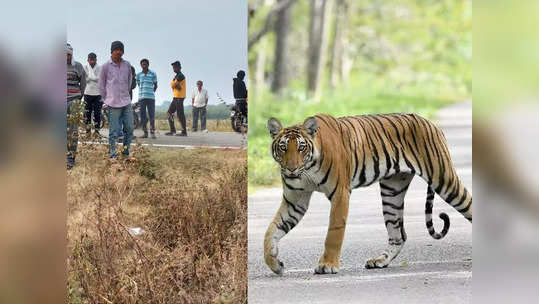 चंद्रपूरात खळबळ! वाघाच्या हल्ल्यात महिला ठार; महिनाभरातील चौथी घटना