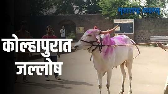 Bullock Cart Race : कोल्हापुरात गुलाल उधळून साजरा केला गेला जल्लोष