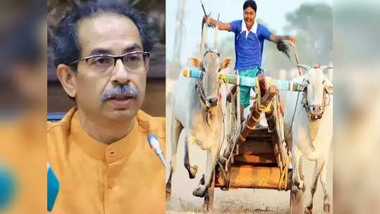 cm thackeray on bullock cart race: बैलगाडा शर्यतीवरील बंदी उठली; मुख्यमंत्री उद्धव ठाकरे म्हणाले...