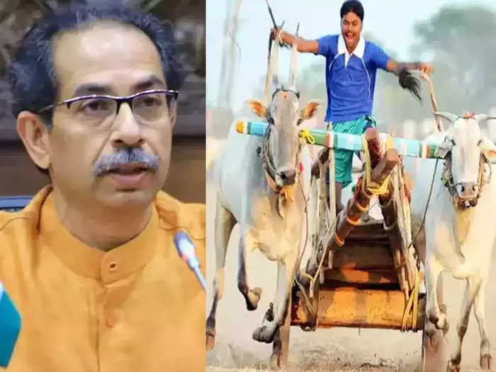 cm uddhav thackeray welcomes the decision of supreme court of lifting ban on bullock cart race
