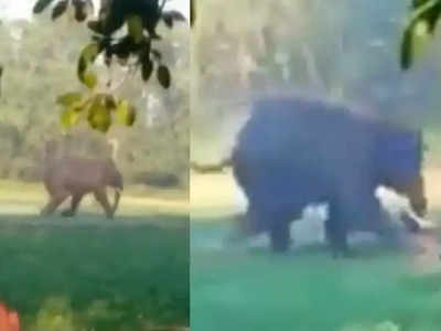 गुस्साए हाथी ने किया भागते बंदे पर हमला, पैरों से कुचला, सूंड से दबा दिया 