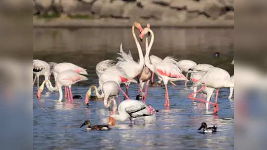 स्थलांतरित रोहित पक्ष्यांचा माग काढणार