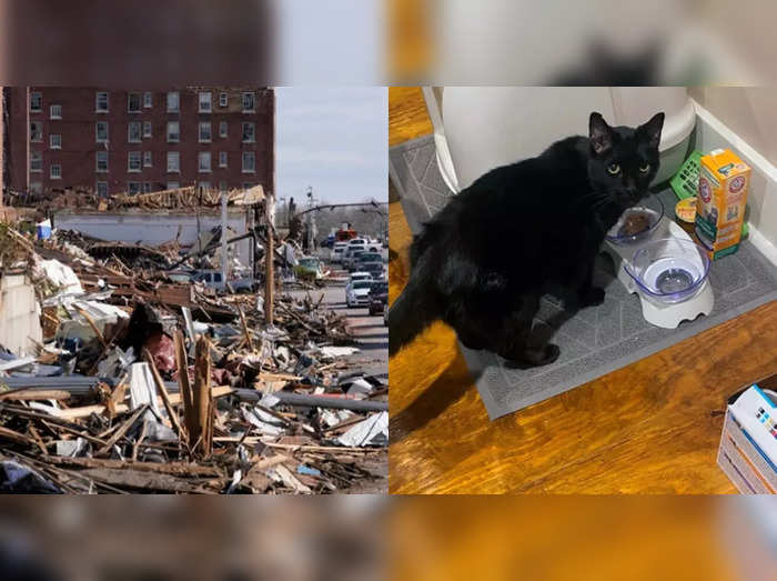 cat found alive after kentucky tornado news in hindi