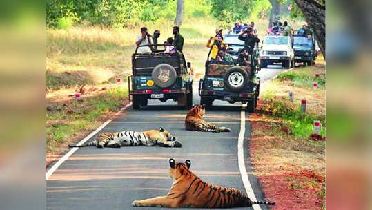 ताडोब्यातील प्रदूषणाचा नीरी करणार अभ्यास