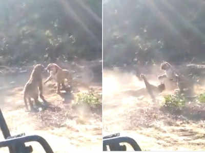 जंगल सफारी पर पहुंचे थे लोग, कैमरे में कैद हुई 2 बाघों की खतरनाक लड़ाई 
