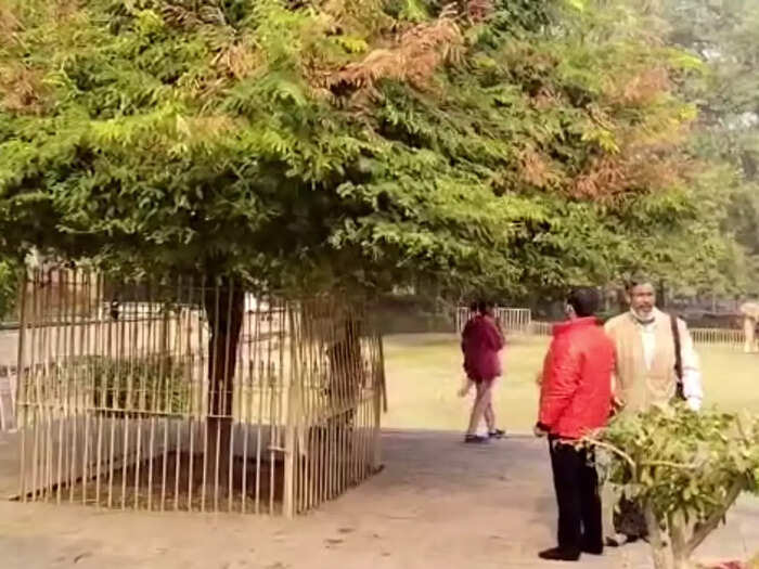 gwalior six hundred year old miraculous imli tree at tansen tomb, people came to chew leaves