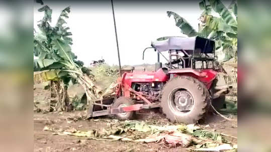 शेतकऱ्यानं उद्ध्वस्त केली स्वत:ची पाच एकरची केळीची बाग; कारण...