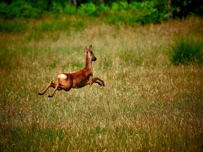 -kanha-national-park-madhya-pradesh