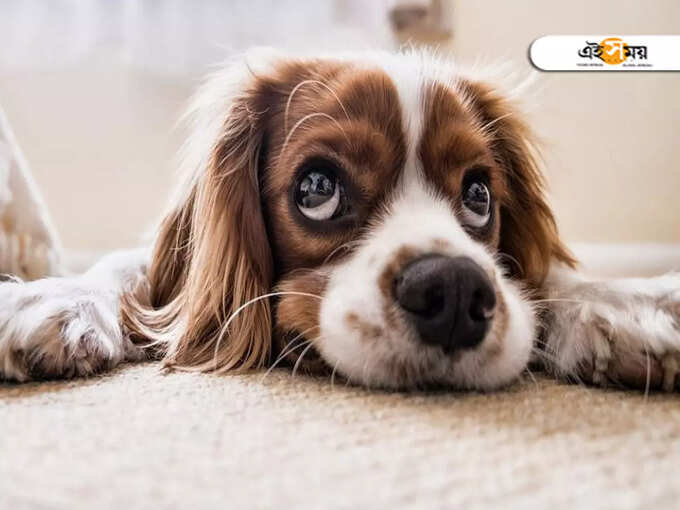 Is your pet suffering from anxiety? Learn how to understand ... 3 ei samay