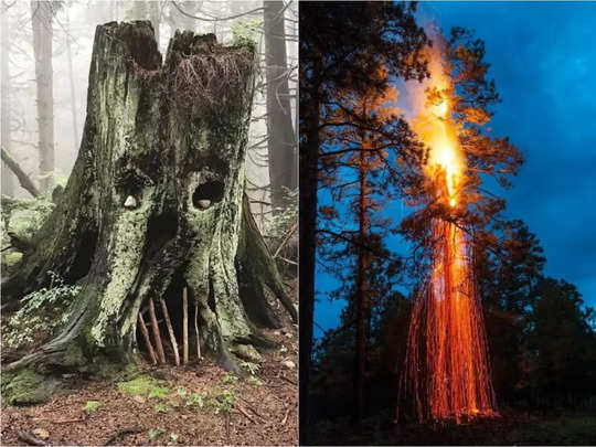 ये तस्वीरें बता रही हैं कि क्रिएटिविटी की उपज जंगलों से ही हुई है! 