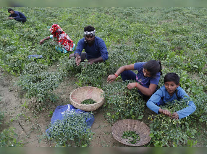 A family pluck chillies from their field