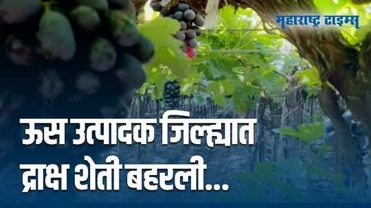 द्राक्ष शेतीतून दहा लाखांचा नफा मिळवणाऱ्या पठारे कुटुंबियांची यशोगाथा