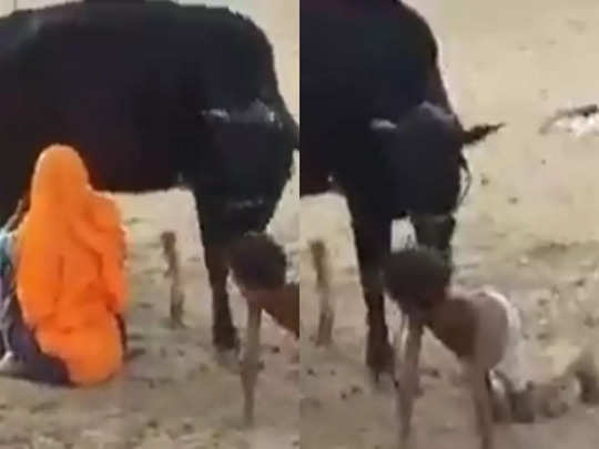 Desi Jugaad: बच्चे को चाटने लगी गाय और मां ने झट से निकाल लिया दूध 