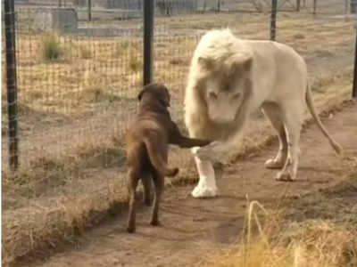 कुत्ते के सामने आकर खड़ा हुआ सफेद शेर, आगे जो हुआ उसे कहते हैं दोस्ती