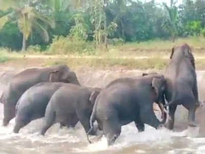 नहर में फंस गया था हाथियों का झुंड, कुछ लोगों ने उनको परेशान करने में कोई कसर नहीं छोड़ी 