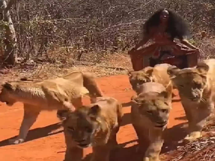 Woman Roaming With Lioness