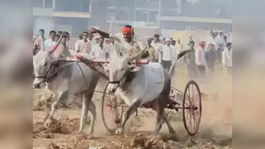 नियम पायदळी तुडवून बैलगाडा शर्यती; अंबरनाथमध्ये ५० ते ६० जणांविरोधात गुन्हा