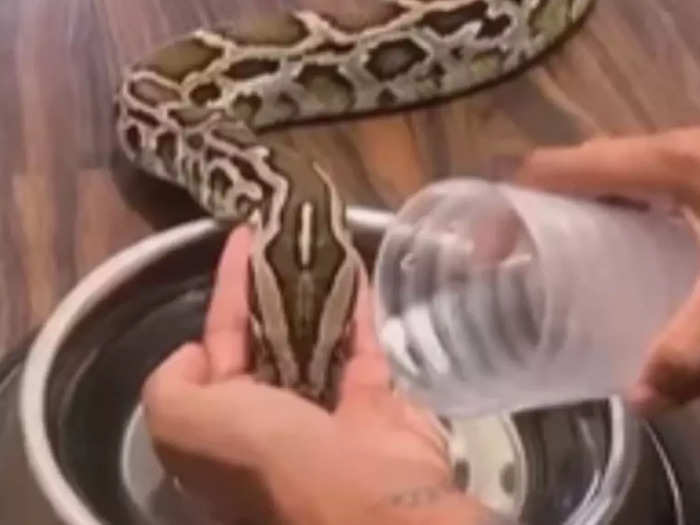 giant snake having water on man hand video will shock you