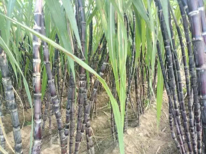 Black sugar Cane crop