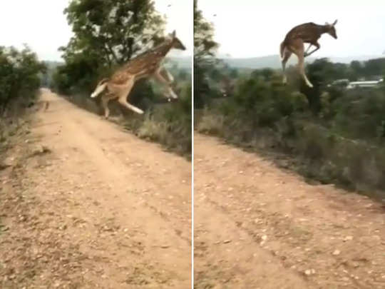 'उड़ता' हिरण, जिसका वीडियो देखकर अक्खा पब्लिक दंग रह गई! 