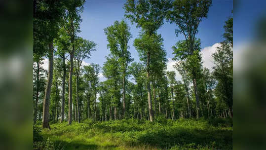 दोन वर्षांत वाढले नाही नागपूरचे वनक्षेत्र