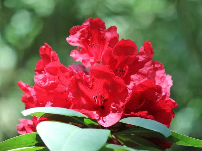 iit mandi researchers discover himalayan plant rhododendron arboreum or buransh that can potentially cure coronavirus