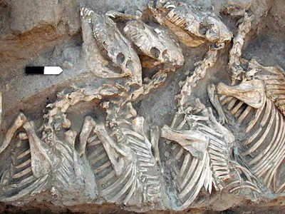 वैज्ञानिकों को मिला 4600 साल पुराने जानवर का कंकाल, पर एक बात ने कर दिया उन्हें परेशान! 
