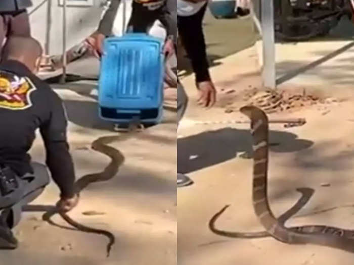 gaint cobra snake was in family kitchen rescue video viral from thailand